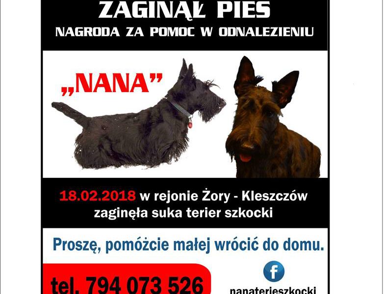 Zaginął piesek Żory