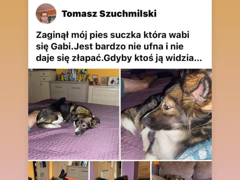 Zaginął piesek Cewice