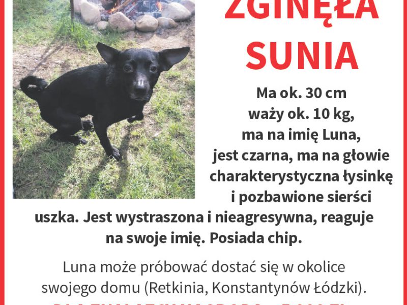 Zaginął piesek Łódź