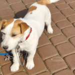 Zaginął Piesek Jack Russell terrier