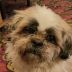 Zaginął piesek Shih tzu