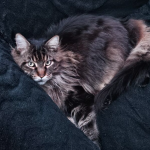Zaginął kotek Maine Coon