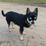 Zaginął piesek rasy Chihuahua