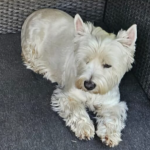 Zaginęła Zula (suczka) – West Highland White Terrier