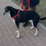 Sunia Szprotka poszukiwana !