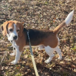 Zaginął piesek rasy Beagle