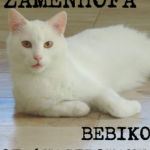 Zaginął kotek TORUŃ