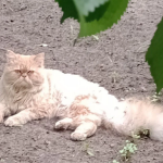 Zaginął Kot Miłek