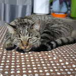 ZAGINĘŁA KOTKA – LIPIANY