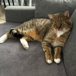 Zaginął kot Franek