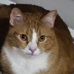 Zaginęła kotka Rysio
