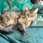 Zaginęła kotka Artemisia vel Misia