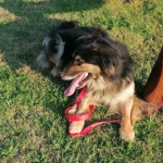 Zaginął piesek Makuś