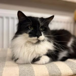 Zaginął kotek Diego