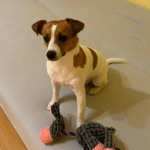 Zaginęła mała suczka Jack Russell