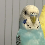 Zaginęła Papużka Falista