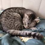 Zaginął kot Bourbon