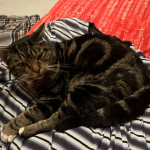 Zaginął nasz kochany kotek Pączek