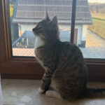 ZAGINĘŁA KOTKA FELCIA