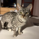 Zaginęła kotka Trixi