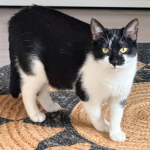 Zaginęła kotka Zora