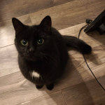 Zaginęła kotka Pigwa