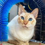 Zaginął biały kotek na Kamiennej Górze w Gdyni