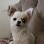 Zaginęła sunia Chanel