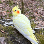 ZAGINĘŁA PAPUGA KUKUSIA