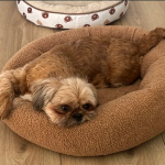 Zaginęła sunia Shih tzu