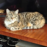 Zaginęła chora kotka!