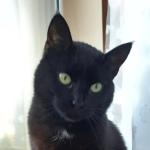 ZAGINĘŁA KOTKA W ŚWIĘTEJ KATARZYNIE WYSOKA NAGRODA !