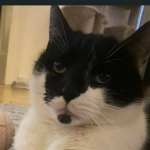 Zaginął kotek Szopen