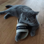 Zaginął kocur Michael