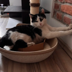 Zaginął kot Kraków