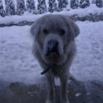 Zaginął Owczarek Podhalański