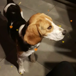 Zaginęła Sunia Beagle