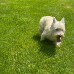 Zaginęła suczka west white terrier