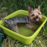 Zaginął mały Yorkshire terrier