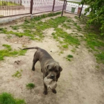 Kradzież psa Cane Corso Italiano