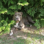 Zaginęła sunia amstaff