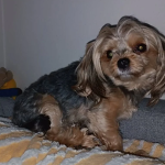 Zaginął pies Yorkshire terrier