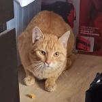 Poszukiwany rudy kotek Kajtek