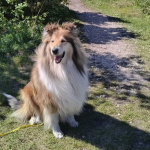 Zaginęła Sunia rasy Owczarek Szkocki Collie