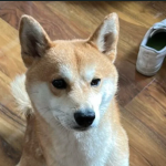 ZAGINĄŁ SHIBA INU KOWARY, PODGORZE