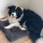 Zaginęła sunia Border Collie