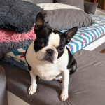 Zaginęła sunia rasy Boston Terrier