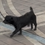 Zaginał piesek typu York